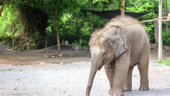 Elephant Village, Hua Hin