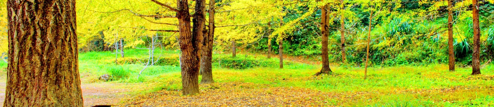 Fall Viewing Attractions