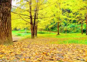 Maozi Peak Forest Farm