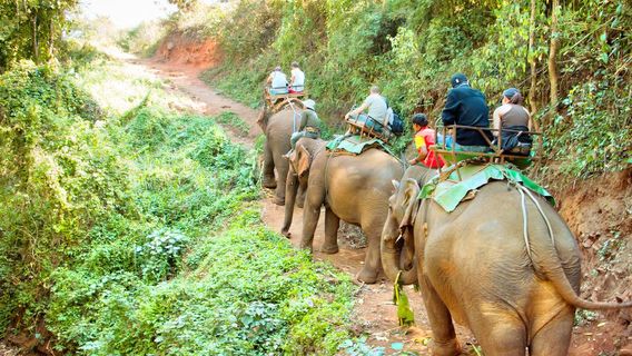 ขี่ช้างชมป่า