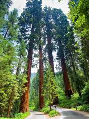 Sequoia-Nationalpark und Kings-Canyon-Nationalpark