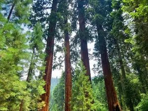 Sequoia-Nationalpark und Kings-Canyon-Nationalpark