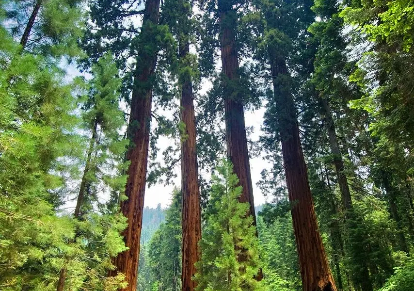 Parco nazionale di Sequoia