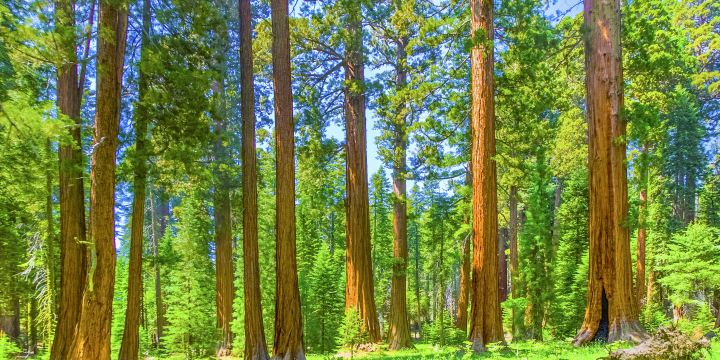 Mariposa Grove