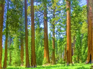 馬裡波薩谷巨杉林