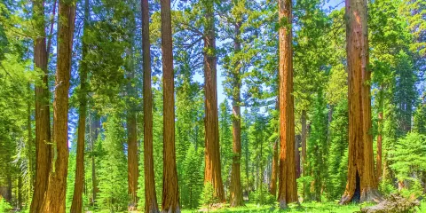 馬裏波薩谷巨杉林