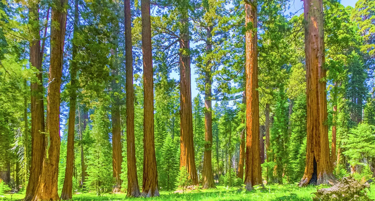 Mariposa Grove