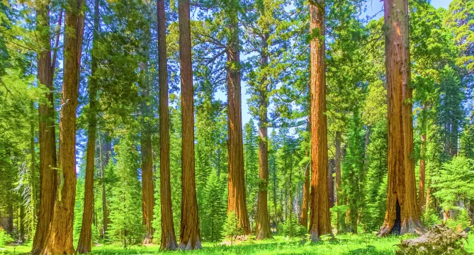 Mariposa Grove