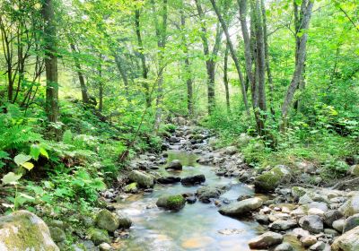 Noboribetsu Primeval Forest