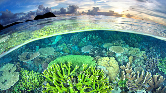 หมู่เกาะราชาอัมพัต