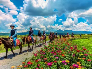 拉市海茶馬古道