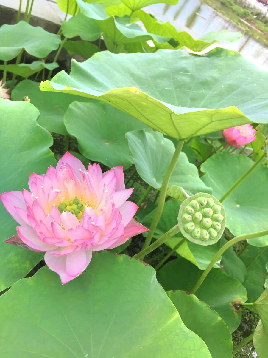 荷花博覽園旅遊攻略指南 荷花博覽園評論 荷花博覽園附近推薦 Trip Com