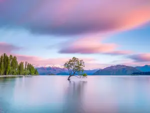 ThatWanakaTree