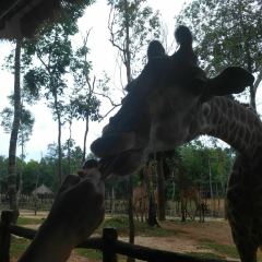 Giraffe restaurant User Photo