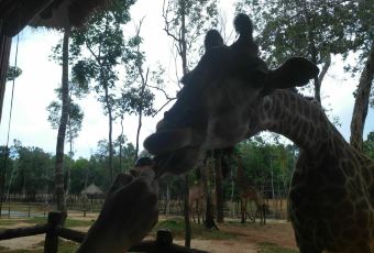 Giraffe restaurant User Photo