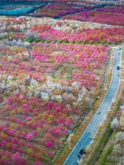 塗拐櫻花小鎮基地