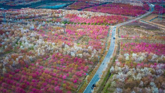 Tuguai Dongjia Sakura Town Base
