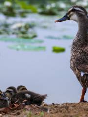 Shuanglong Lake Bird Viewing Garden