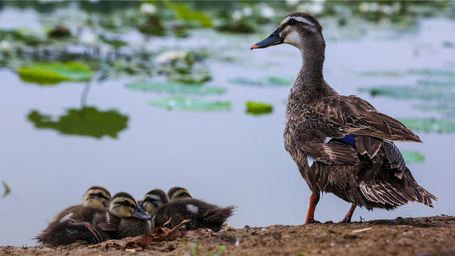 Shuanglong Lake Bird Viewing Garden