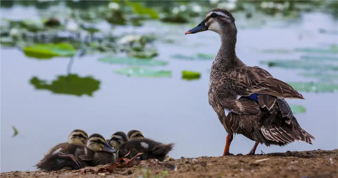 Hotels near Shuanglong Lake Bird Viewing Garden