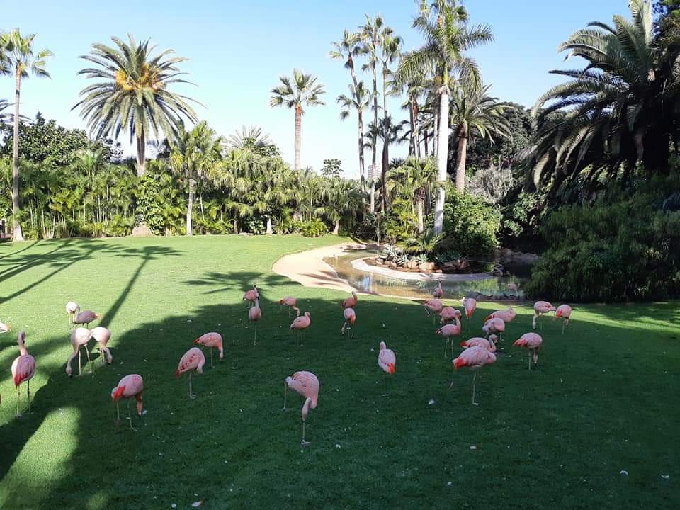 The Loro Park is one of the main attractions on the island of Tenerife. It is ranked number 2 in the world and it definitely deserves it. I've been 3 times here. They offer great shows with sea lions, dolphins and orcas. It is not just a Zoo but huge place with many animals and flowers. It is very green. The park is located near Puerto de la Cruz. #tenerife #loroparque #spain #happynewyear  
#happynewyear