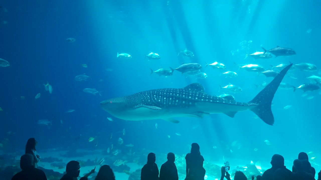 アトランタ ジョージア水族館 評判 案内 トリップドットコム