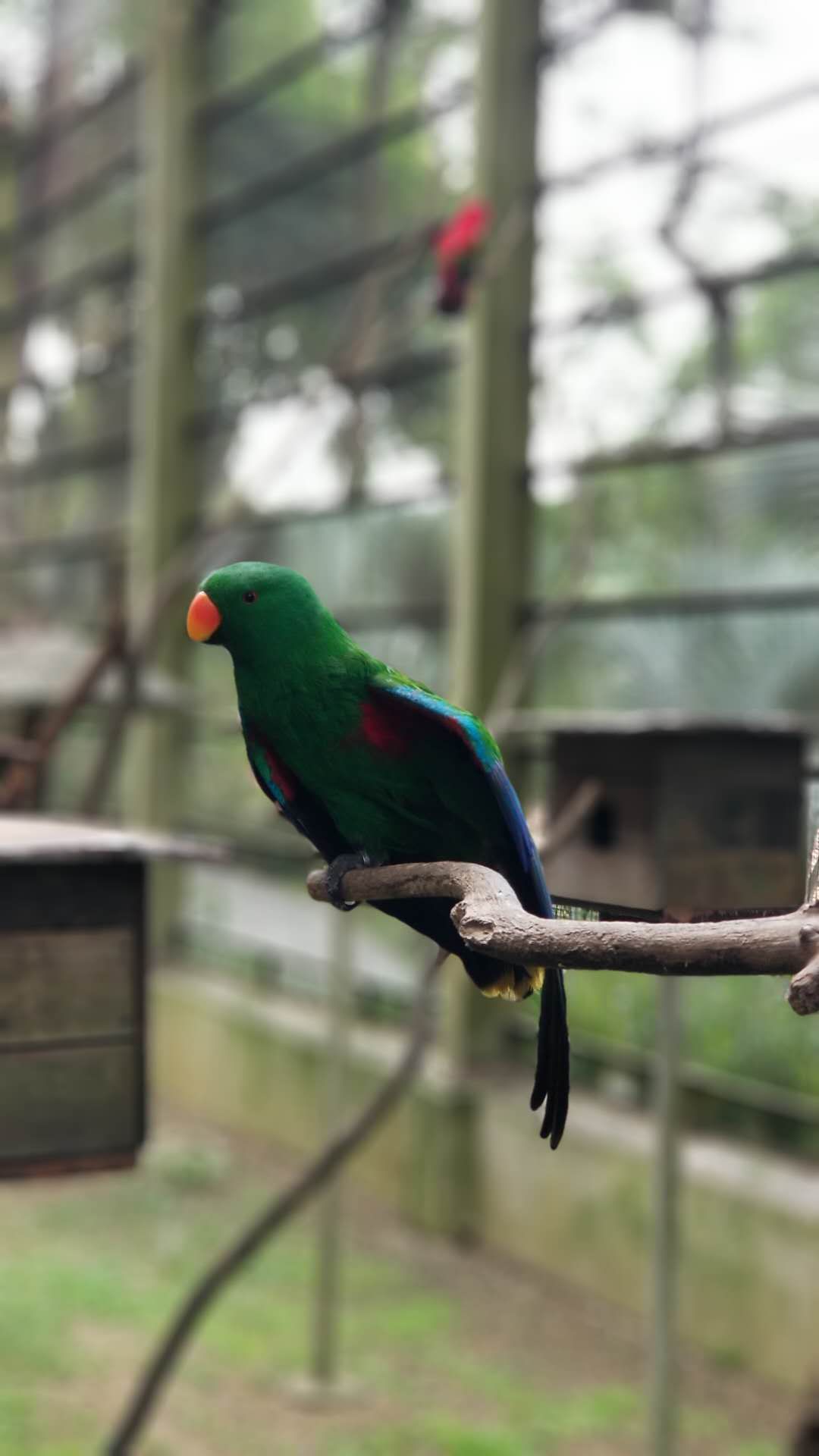 クアラルンプール クアラルンプール バードパーク 評判 案内 トリップドットコム