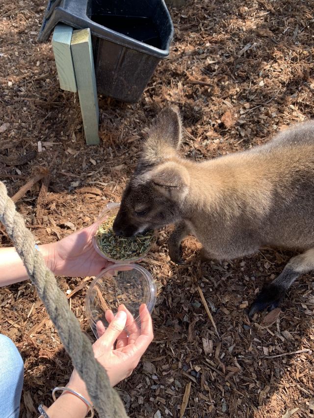 瑪璐考拉和動物公園