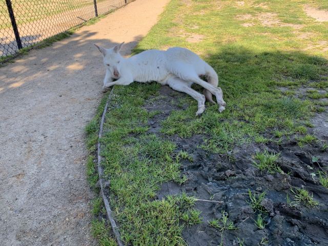 瑪璐考拉和動物公園