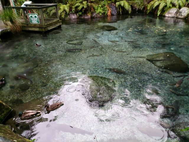 Rainbow Springs Nature Park
