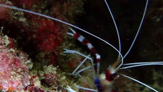 sea bees dive center 是SSI潜水中心在