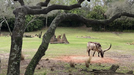 Animal Kingdom at Walt Disney 