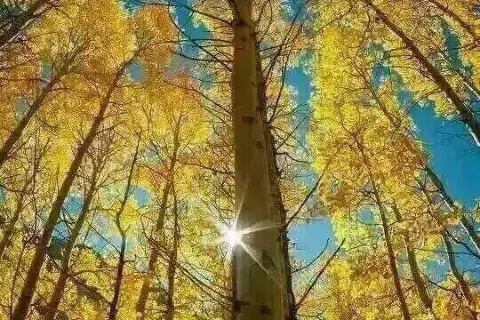 Wunüfeng National Forest Park