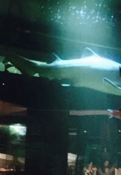 SHARK RESTAURANT