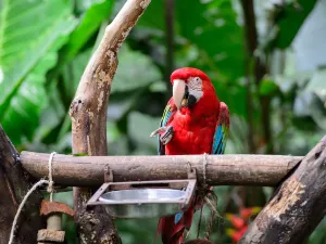 Birds Park