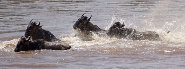Mara River