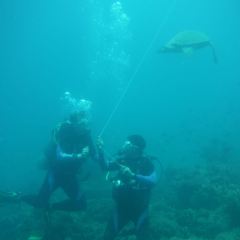Verde Divers User Photo