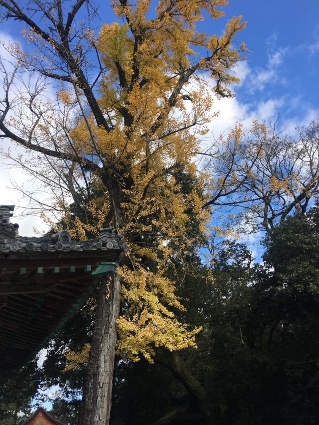 고토히라궁
