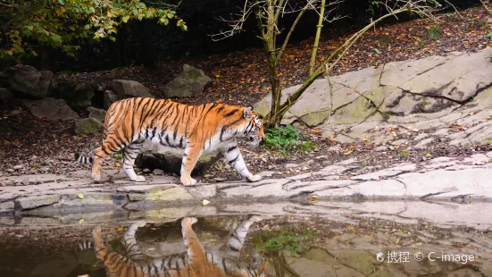 蘇黎世動物園