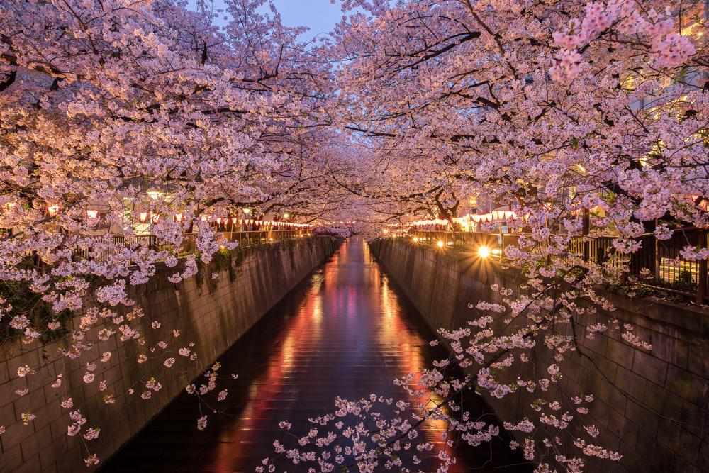 cherry blossom 様 1mi5w224x8u7f8x329D65.jpg?proc