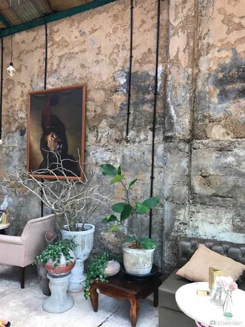 Lazy Cats Cafe