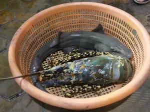 Boke Mr. Crab (Branch No.2)