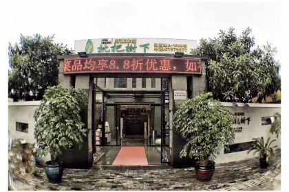 枇杷树下