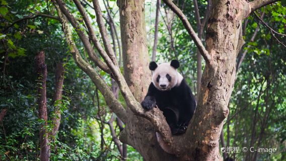 ChengduTours