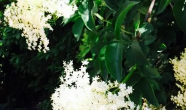 Stockmann's Restaurant