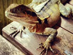 Frogs Kuranda