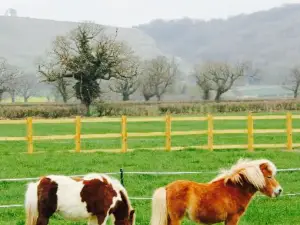 The Rowdey Cow Cafe and Ice Cream Parlour