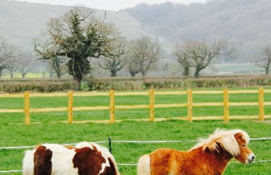 The Rowdey Cow Cafe and Ice Cream Parlour