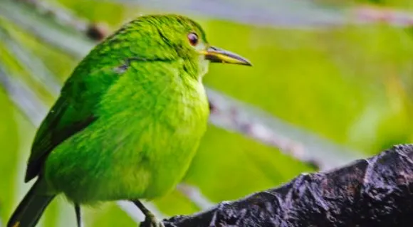 La Rana de Arenal Restaurant