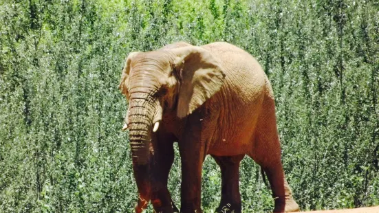 Dining at Askari Game Lodge